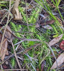 Lycopodiella appressa