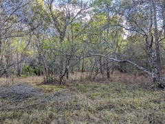 Lycopodiella appressa