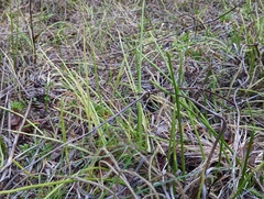 Lycopodiella appressa