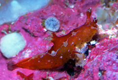 Plocamopherus maculapodium