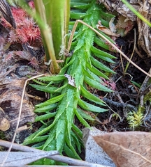 Lycopodiella appressa