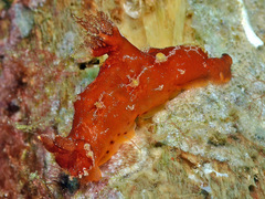 Plocamopherus maculapodium