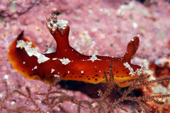 Plocamopherus maculapodium