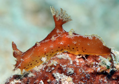 Plocamopherus maculapodium