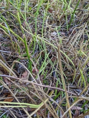 Lycopodiella appressa