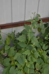 Chenopodiastrum hybridum