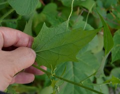 Chenopodiastrum hybridum