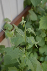 Chenopodiastrum hybridum