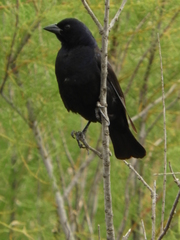 Molothrus rufoaxillaris