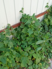 Chenopodiastrum hybridum