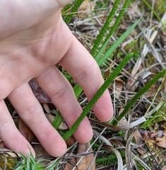 Lycopodiella appressa