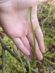 Lycopodiella appressa