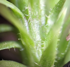 Lycopodiella appressa