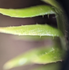 Lycopodiella appressa