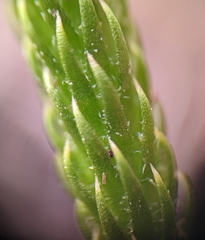 Lycopodiella appressa