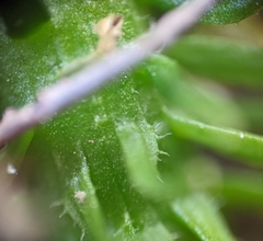 Lycopodiella appressa