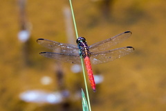Orthemis biolleyi