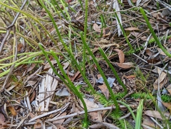 Lycopodiella appressa