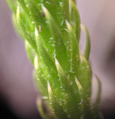 Lycopodiella appressa