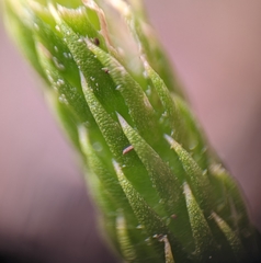 Lycopodiella appressa