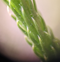 Lycopodiella appressa