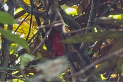 Phoenicircus carnifex