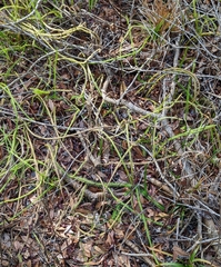 Lycopodiella appressa