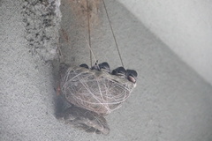Hirundo rustica