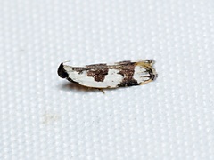 Ardozyga voluta