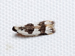 Ardozyga voluta