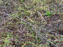 Lycopodiella appressa