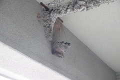 Hirundo rustica