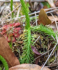 Lycopodiella appressa