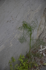 Tripleurospermum inodorum