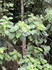 Myriocarpa