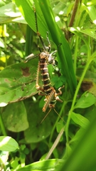 Tropidacris collaris