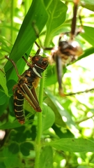 Tropidacris collaris