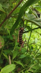 Tropidacris collaris