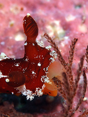 Plocamopherus maculapodium