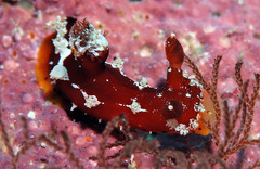 Plocamopherus maculapodium