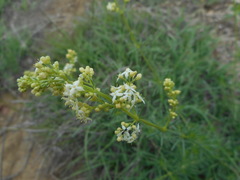 Galium lucidum