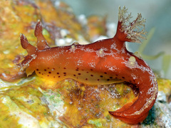 Plocamopherus maculapodium