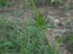 Galium lucidum