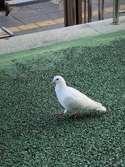 Columba livia domestica