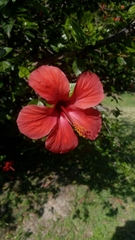 Hibiscus rosa-sinensis