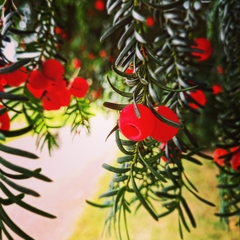 Taxus baccata