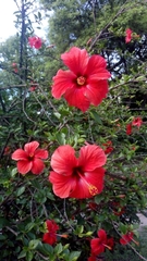 Hibiscus rosa-sinensis