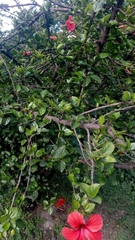 Hibiscus rosa-sinensis