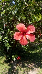 Hibiscus rosa-sinensis