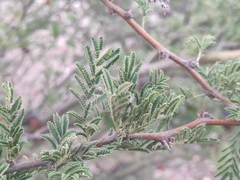 Vachellia caven